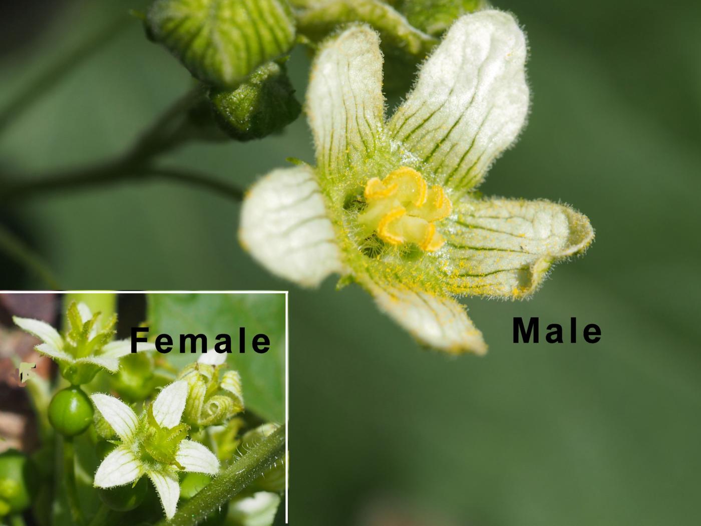 Bryony, White flower